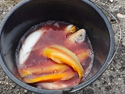 На Ставрополье активно ведут вылов товарной рыбы