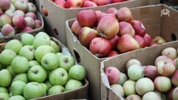 Ставропольские аграрии экспортировали почти 2 млн тонн продукции в 2023 году