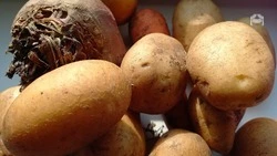 Уборку овощей начали в Предгорном округе