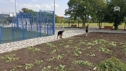 Учащиеся школы в посёлке Ясная Поляна поучаствовали в субботнике в новом парке