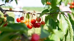 Фермеры Предгорья готовятся к сбору первого урожая черешни