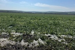 Град с дождём прошёл в Предгорье 22 апреля