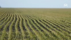 На Ставрополье дождливая погода благоприятно сказалась на озимом клине