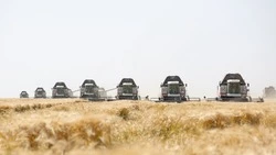 Аграрии Предгорья приступили к уборке озимых зерновых культур