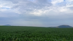 В Ставропольском крае приступили к сбору урожая сахарной свеклы