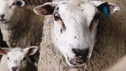 Племенной комплекс для разведения овец возводят в Предгорье