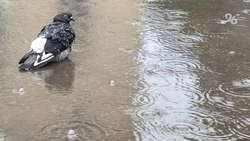 Сильный дождь и ветер ожидаются на Ставрополье в начале следующей недели 