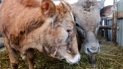 Ставрополье увеличило производство молока на 4,7% за год