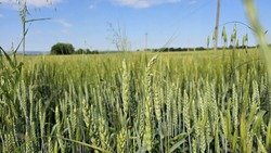 Результаты посевных работ оценили в Предгорье