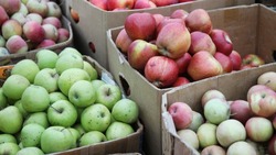 Осенние окружные ярмарки организуют в октябре в станице Ессентукской