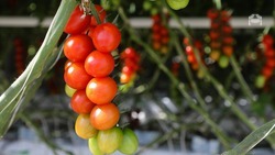 Ставрополье стало лидером страны по производству тепличных томатов 