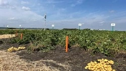 Новые российские сорта картофеля презентуют в Предгорье